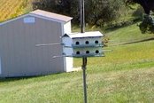 Picture of a Purple Martin birdhouse