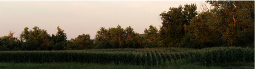 Picture of the surrounding woods.